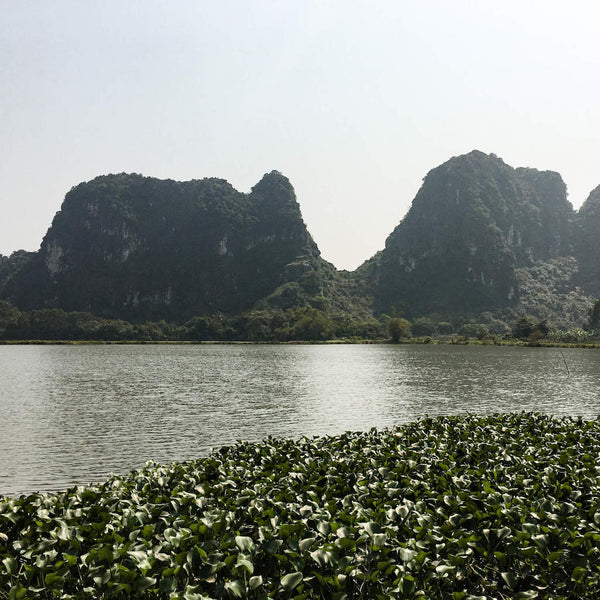 Wasserhyazinthe in Vietnam