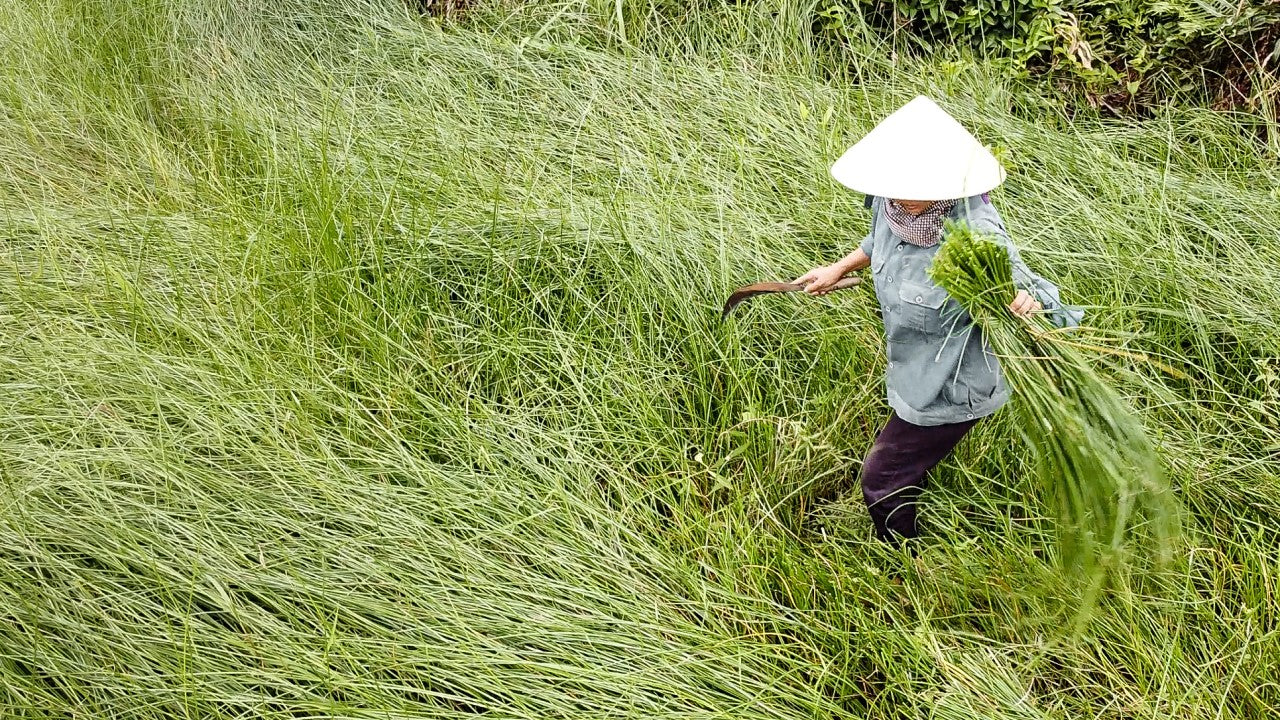 Nachhaltige Ernte von Seegras in Vietnam