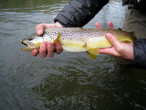 Brown Trout from Manistee River