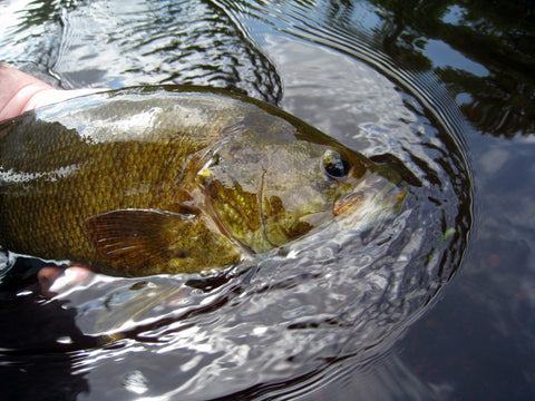 Smallmouth bass from Huron River
