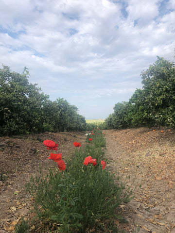 olivos y amapolas