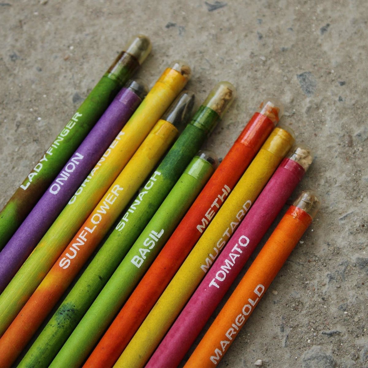 bioQ Box of 50 Plantable Seed Pencils | Eco Friendly Box for Offices – 2323Designs