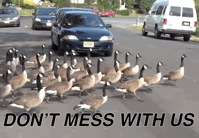 geese-crossing-the-street_1024x1024.gif