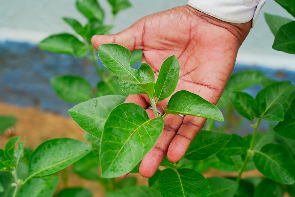 black pepper leaves