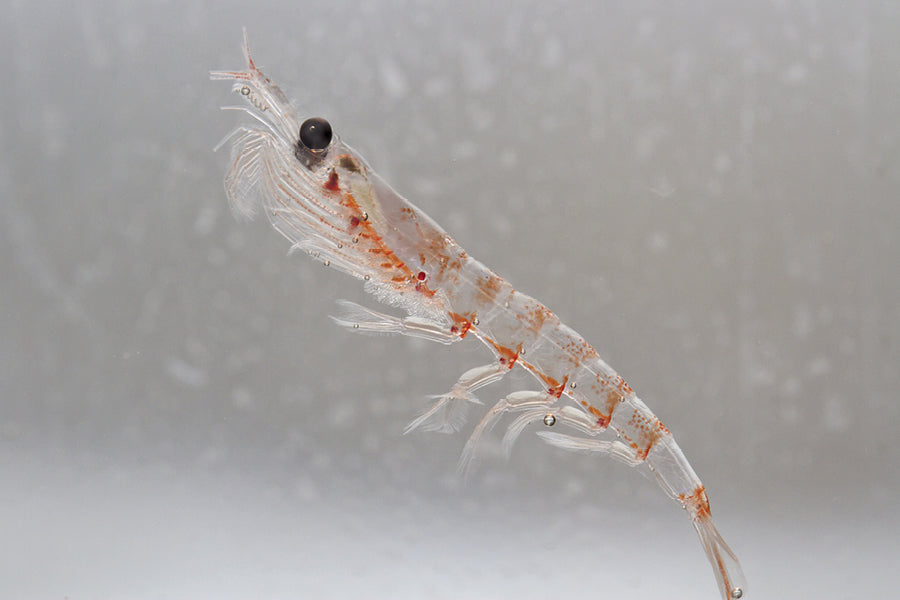 krill