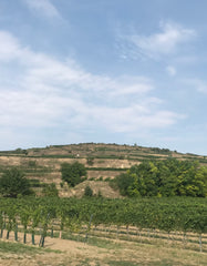 Kremstal Winery Berger Vines