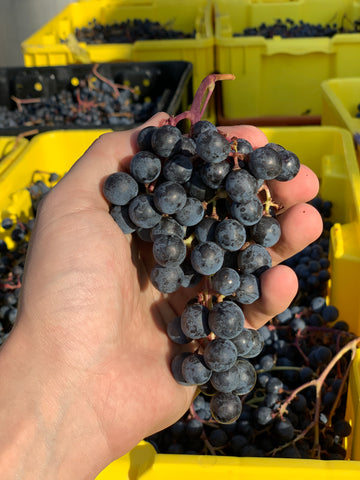 Grapes at Terrassen Vineyard