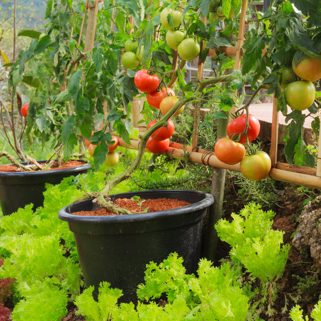 How to Change Your Soil’s pH for Different Vegetables