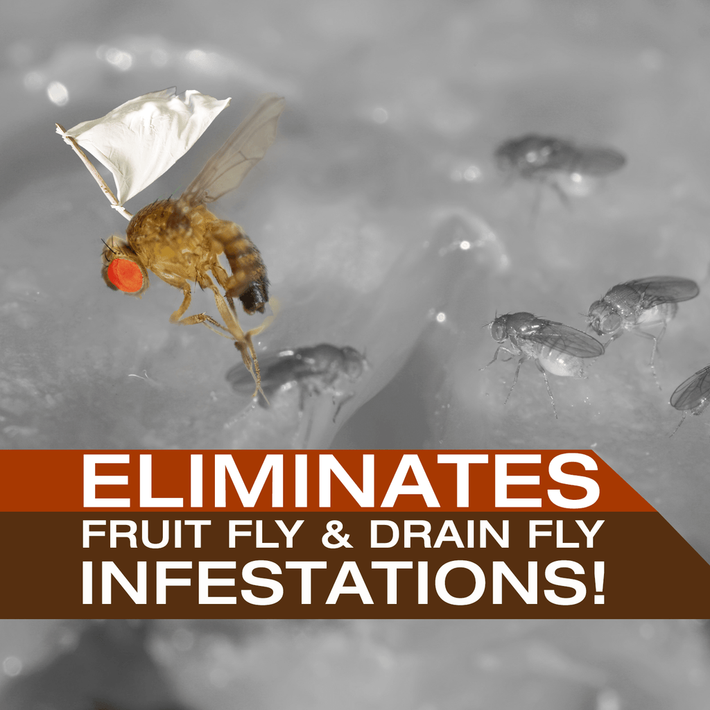 FRUIT FLY KILLER - Fruit Fly Drain Treatment - Factory ...