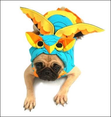 Bright Owl Dog Costume