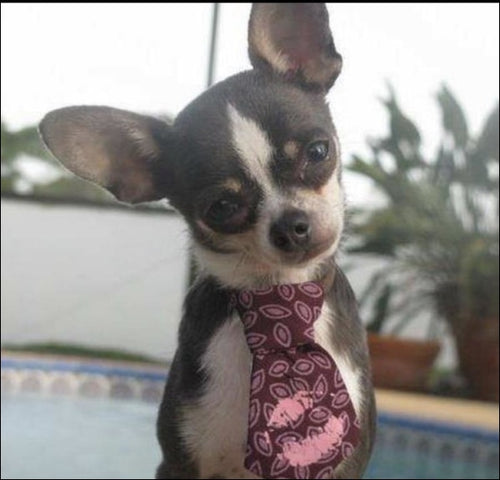 Little Lilly By Paris Hilton Kiss Dog Tie