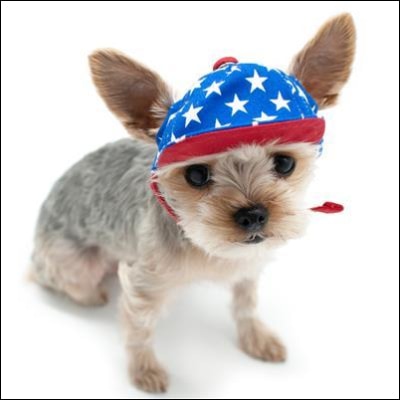 Red White and Blue Star Dog Hat