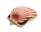 Red Ruby Rose Velvet Coin and Card Purse in Seashell £36.95