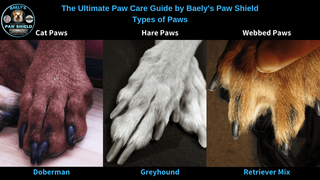 The Ultimate Guide to Caring Your Dog's Paws