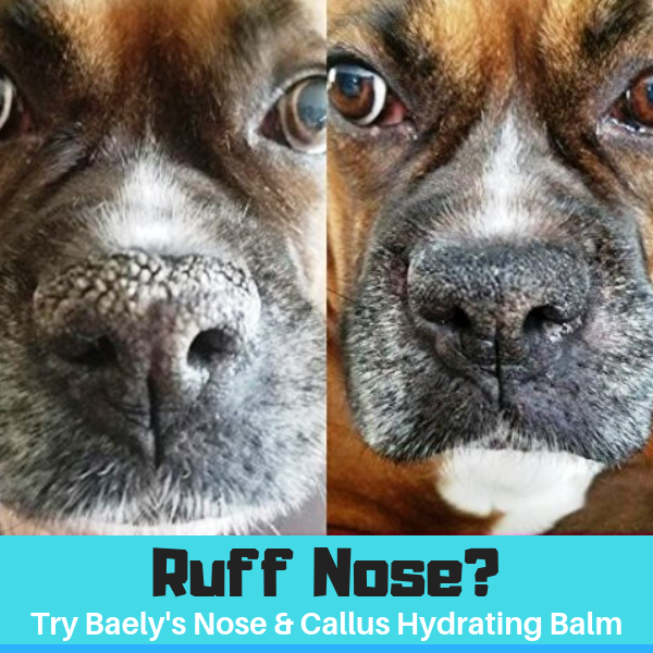 paw and nose balm for dogs