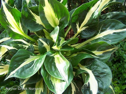 Hosta 'Ginsu Knife' – In The Country Garden & Gifts Online Store