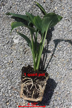 One quart hosta