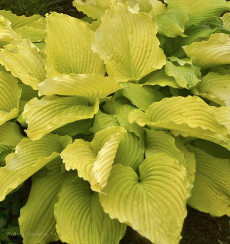 Hosta Island Breeze  Bluestone Perennials