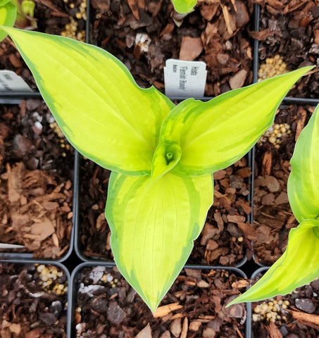 Plant Profile for Hosta 'Yellow Polka Dot Bikini' - Hosta Perennial