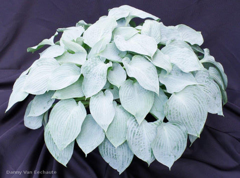 Hosta Tears in Heaven Rooted 5.25 Pot Perennial Shade BLUE WEEPING -  Humble Hen Farm & Nursery