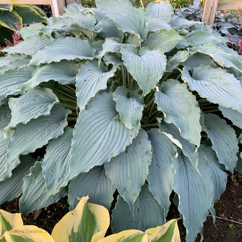 Tears in Heaven PP33297 Hosta - 4.5 Inch Container (NEW For 2021!)
