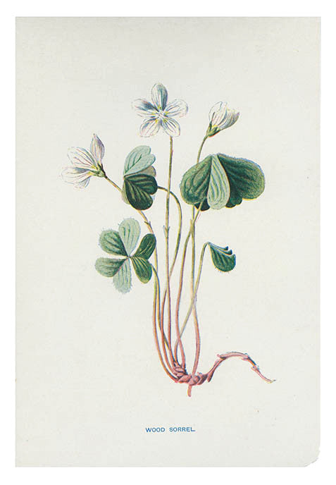 Vintage Flowering Plants Print, Wood Sorrel in  - LEIF