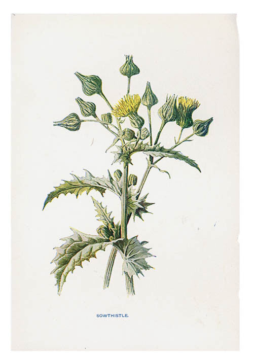 1: Vintage Flowering Plants Print, Sowthistle in  - LEIF
