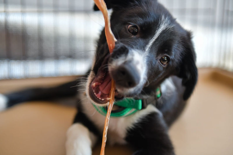 愛犬の口腔ケアはどうしていますか 自宅で簡単なオーラルケアのご紹介