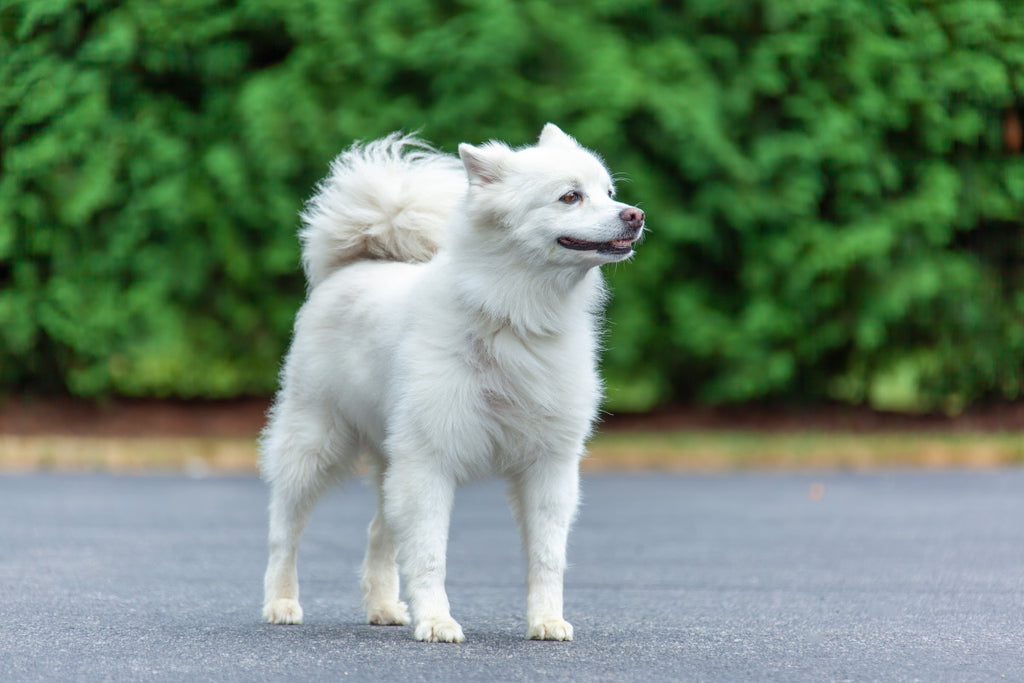 日本スピッツ日本犬の魅力とは？日本原産13犬種の特徴や性格を解説