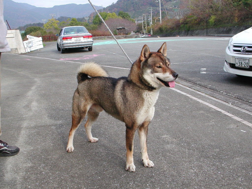 四国犬 日本犬の魅力とは？日本原産13犬種の特徴や性格を解説