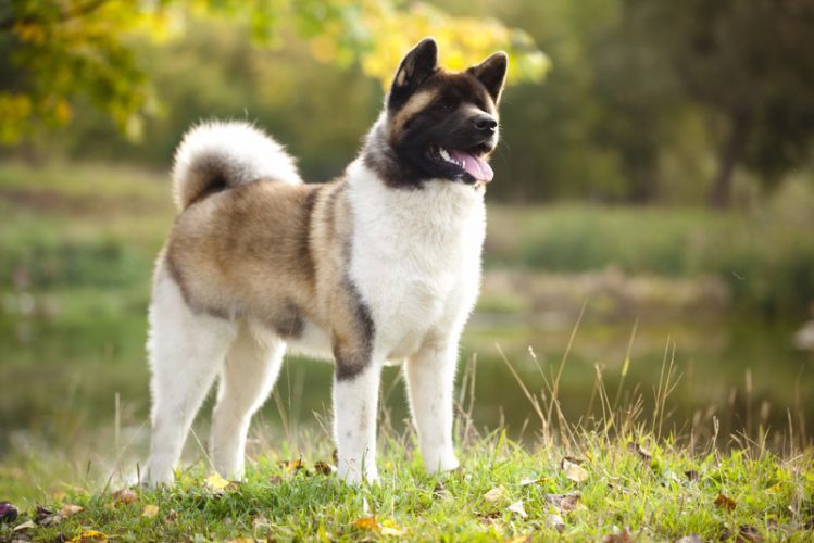 グレートジャパニーズドッグ（アメリカンアキタ）日本犬の魅力とは？日本原産13犬種の特徴や性格を解説