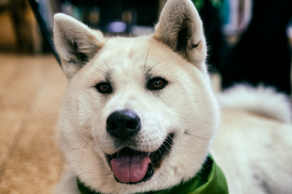 北海道犬日本犬の魅力とは？日本原産13犬種の特徴や性格を解説