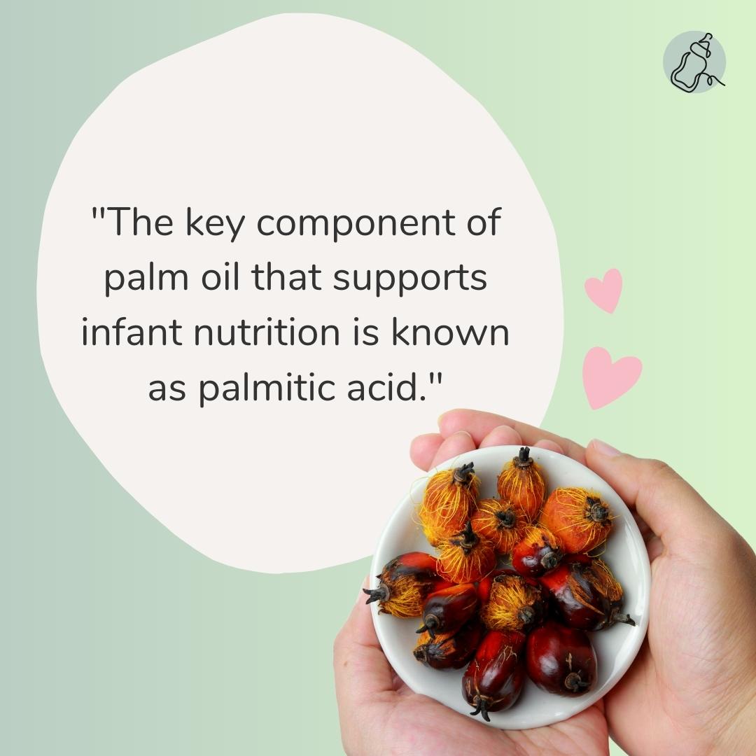 Palm Oil in Infant Formulas - Baby Milk Bar