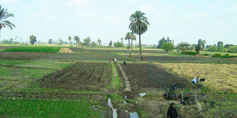 Egyptian Cotton Farm