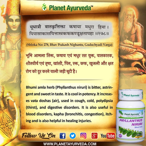 Watch Video The Miraculous Benefits of Bhumi Amla for Liver and Kidney