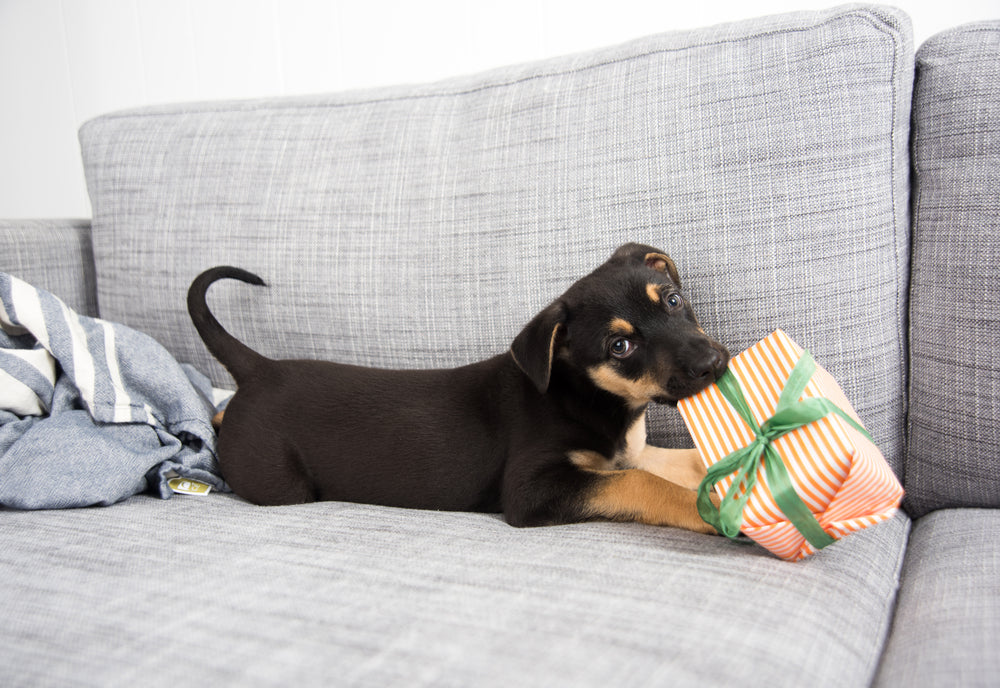 how to stop a dog from chewing everything inside