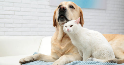 dog and cat cuddling