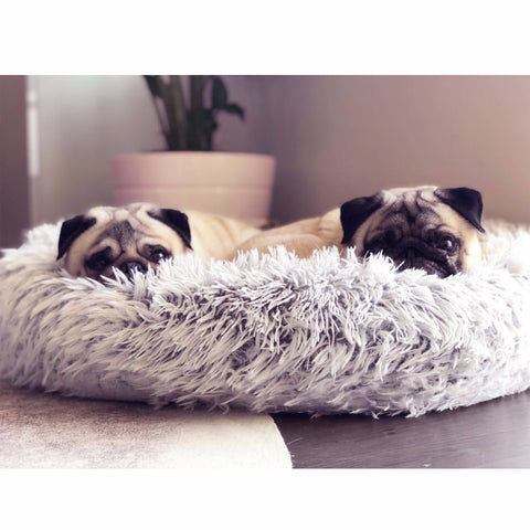 donut dog bed