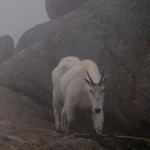 Mountain goat in the clouds by Deirdre Denali