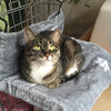Pets Window Cat Sofa Bed Radiator Hammock Perch Seat Bed Lounge hammocks - Mirage Novelty World