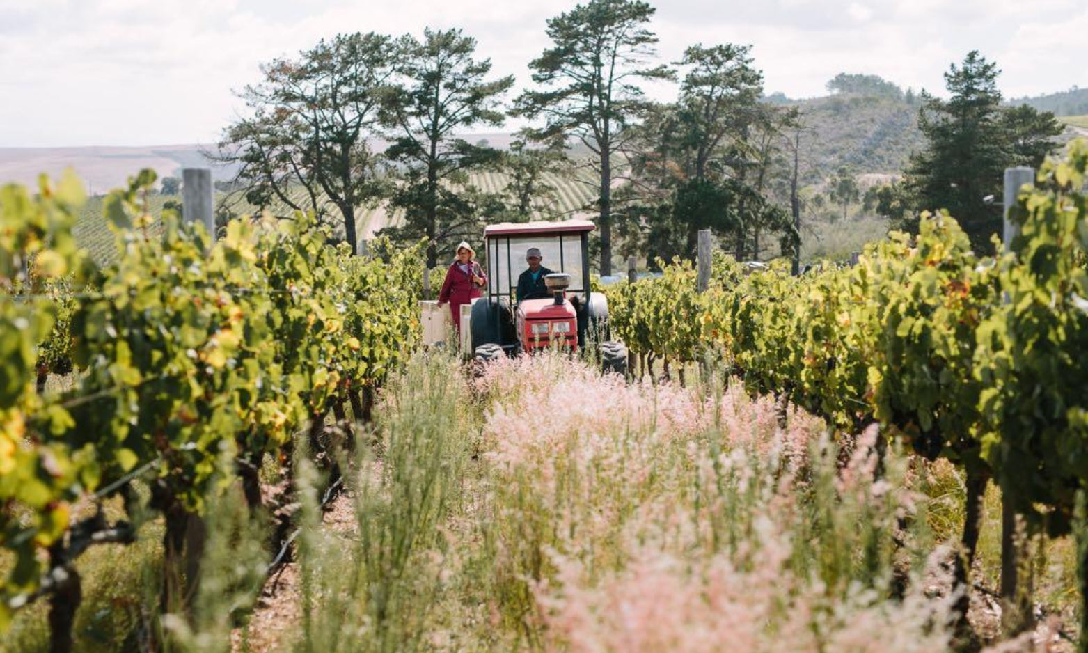 Weingut Südafrika Winery South Africa