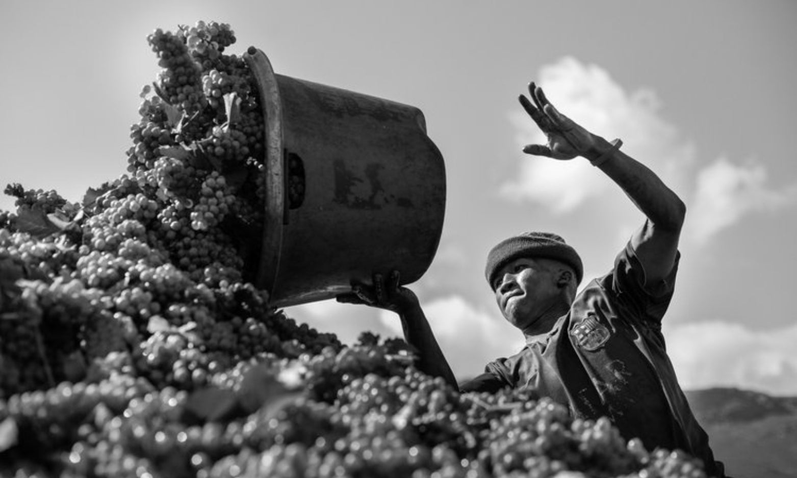 Südafrika Weinlese South Africa Wine Harvest