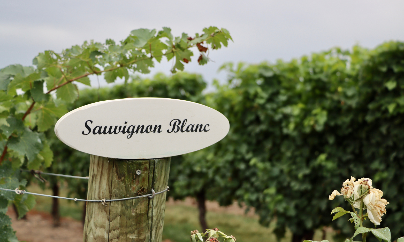 Sauvignon Blanc