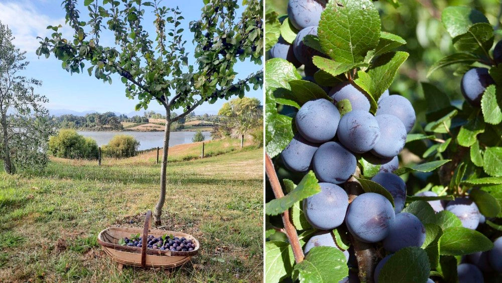 picking damson plums