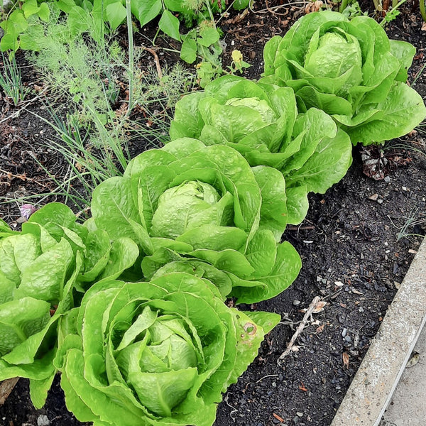 How to Grow Romaine Lettuce
