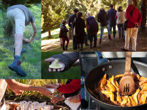 gourmet mushrooms, wild mushrooms, growing in nz