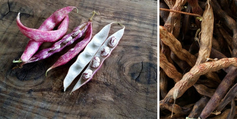 harvesting-dried-heirloom-beans