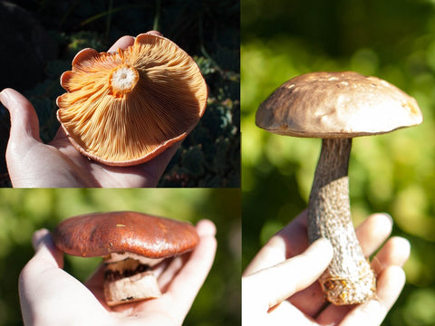 Saffron Milkcap, Birch Bolette, Slippery Jack