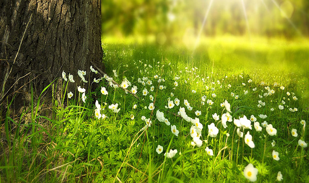 Spring.jpg__PID:3d71902c-54a1-4dda-bd1d-bec33e84aaaf