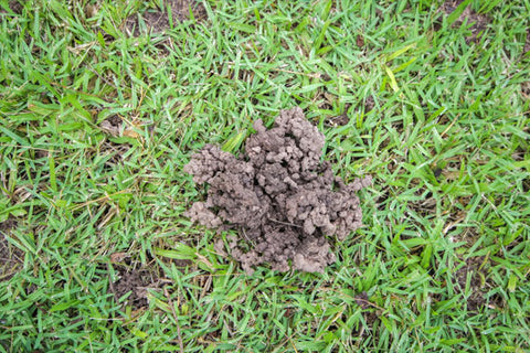 Earthworms and Your Lawn - Lawn Solutions Australia